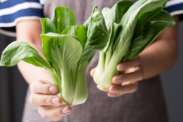 Organic Bok choy or Pak choi holding by hand, Fresh vegetable, Food ingredient