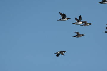 Flock of Thin-billed Murres flying