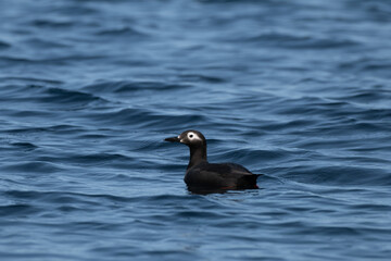 Spectacled Guillemot swimming