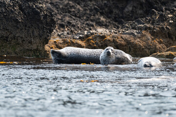 Spotted Seal resting on rock