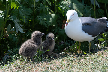 Black-tailed Gull feeding to chick