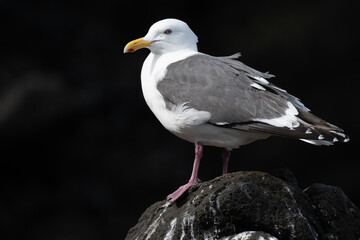 Slaty-backed Gull