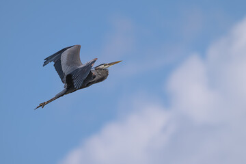 Great blue heron in flight up a cloud.