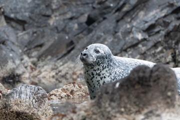 Face of Spotted Seal