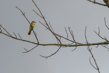A great-crested flycatcher perches in a dead tree.