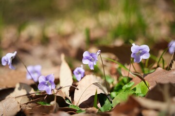 野に咲くスミレ