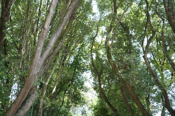 森林の緑のトンネル