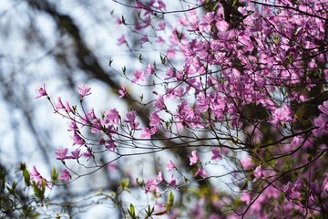 春山に咲くミツバツツジ