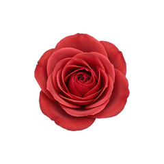 Single blooming red rose in full view