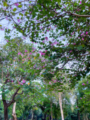 Vibrant pink star-shaped flowers bloom among green leaves on tall branches, creating a colorful and lively natural scene in a lush garden or park setting.
