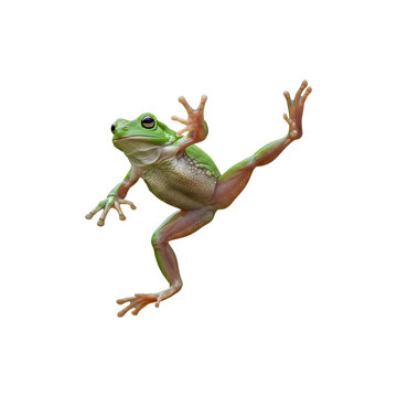 Animated frog jumping cheerfully with one leg up and arms wide open