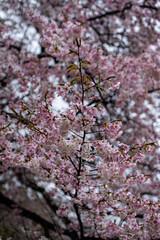 Cherry Blossom Close-up in Japan