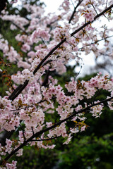 Cherry Blossom Close-up in Japan
