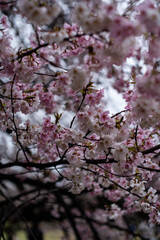 Fototapeta premium Cherry Blossom Close-up in Japan