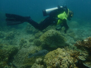 Coral found at coral reef area at beautiful Island in Malaysia