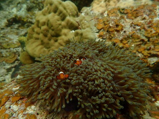 Sea anemonies and nemo fish found at coral reef area at beautiful Island in Malaysia
