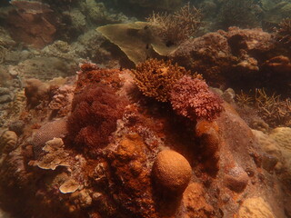 Coral found at coral reef area at beautiful Island in Malaysia