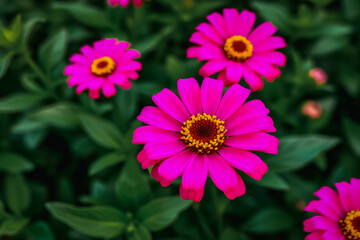 Obraz premium A Pink Zinnia flower in bloom with a yellow center, surrounded by lush green foliage.