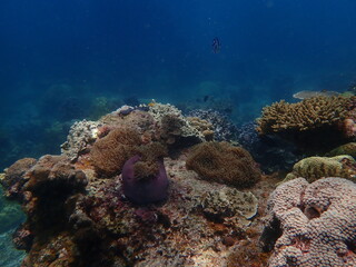 Coral found at coral reef area at beautiful Island in Malaysia