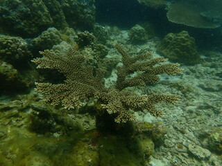 Coral found at coral reef area at beautiful Island in Malaysia