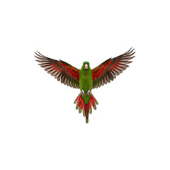 Obraz premium Flying parrot with spread wings, showcasing vivid feathers and movement.