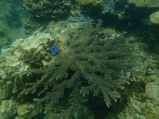 Coral found at coral reef area at beautiful Island in Malaysia