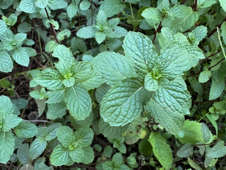 Green leaves Peppermint (Mentha piperita), Spearmint (Mentha spicata), or Mentha arvensis. All of these plants belong to the mint family. © Patil Rohan
