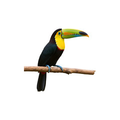 Colorful toucan bird perched on a branch, facing right on a white background