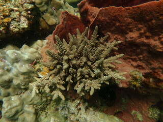Coral found at coral reef area at beautiful Island in Malaysia