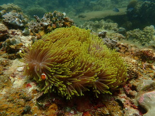 Coral found at coral reef area at beautiful Island in Malaysia