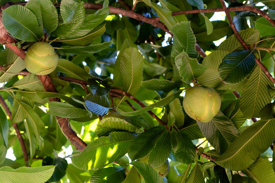 Dillenia indica, elephant apple  or tenga