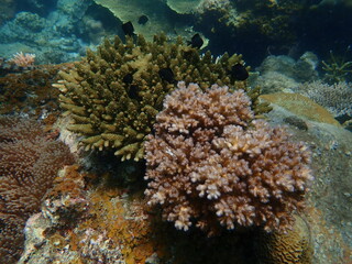 Coral found at coral reef area at beautiful Island in Malaysia