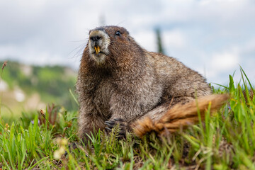 Marmot capybara. Marmot wild largest rodent. Woodchuck rodent. South American capybara. Wild animal in nature. Groundhog at zoo. Rodent animal woodchuck. Rodent marmot animal. Lazy capybara