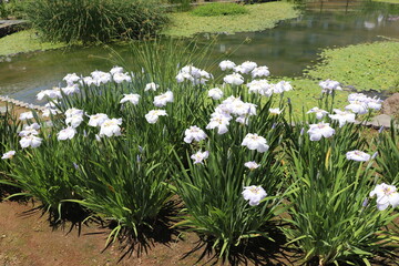 Early Summer Scene With