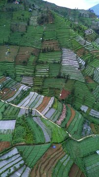 This footage showcases a high-angle view of terraced farmlands on a hillside. The landscape features vibrant green fields, winding paths, and scattered structures. The camera remains static.
