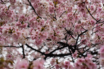 Fototapeta premium Cherry Blossom Close-up in Japan