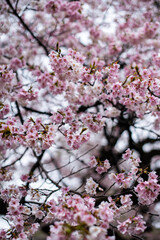 Cherry Blossom Close-up in Japan