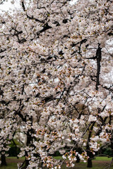 Cherry Blossom Close-up in Japan