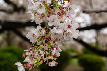 Cherry Blossom Close-up in Japan