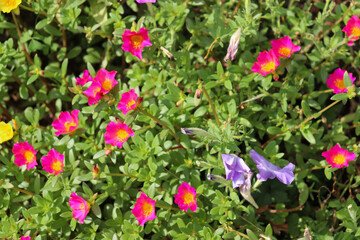 A flower field in early summer.