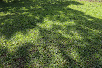 Close-up of various plants.