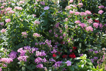 Flower field in early autumn.