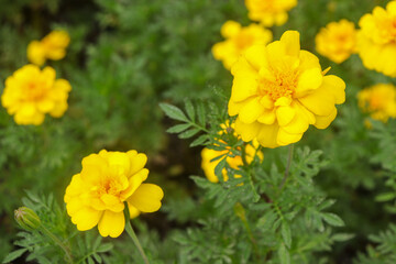 A flower field in late summer.
