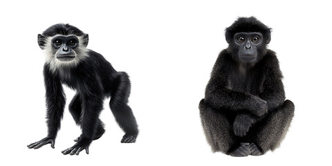 Set of a monkey, isolated on a transparent background.