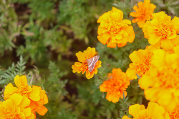 A flower field in late summer.
