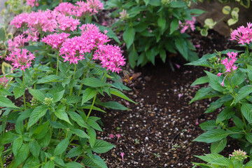 A flower field in late summer.