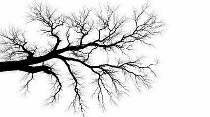 Fototapeta premium Bare Tree Branches Silhouette