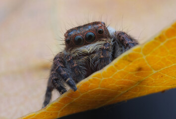 jumping spider