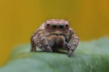 jumping spider
