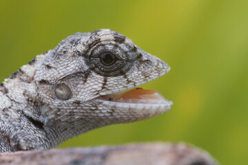 Lizard